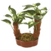 Kikkerland Miniature Tree