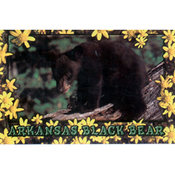 Arkansas Postcard 12124 Bear