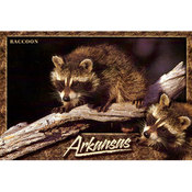 Arkansas Postcard 12126 Raccoon