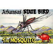 Arkansas Postcard 12129 State Bird