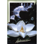 Arkansas Postcard 12164 Arkansas Magnolia