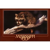 Mississippi Postcard 12306 Raccoon