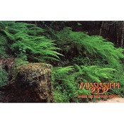 Mississippi Postcard 12336 Wild Ferns