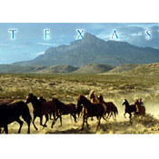 Texas Postcard 12515 Texas Mustangs