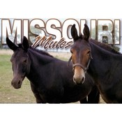 Missouri Postcard 12805 Missouri Mule