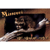 Missouri Postcard 12825 Racoon