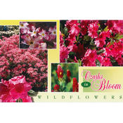 Ozarks Postcard 13031 Ozark Wildflowers