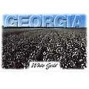 Georgia Postcard  13127 White Gold