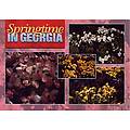 Georgia Postcard  13146 Springtime Georgia