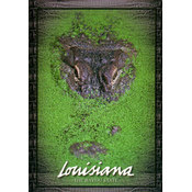 Louisiana Postcard 13205 Gator