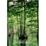 Louisiana Postcard 13207 Swamp