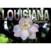 Louisiana Postcard 13217 Magnolia
