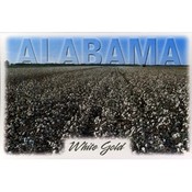 Alabama Postcard Al102 White Gold