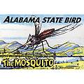 Alabama Postcard Al104 State Bird