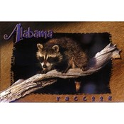Alabama Postcard Al109 Racoon