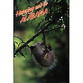 Alabama Postcard Al114 Hangin Out