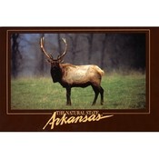 Arkansas Postcard Ar165 Arkansas Elk