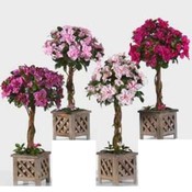 18" Azalea Topiary in 5" Wood Box