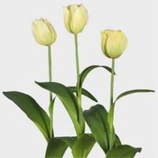Case of 48 27" Dutch Tulip Stem Grn/Crm