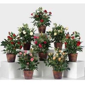13" Potted English Rose, 8 Assorted Colors