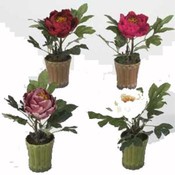 12" Classic Peony, 4 Assorted.
