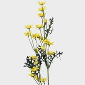 Case of 72 24" Mini Daisy Stems - Yellow
