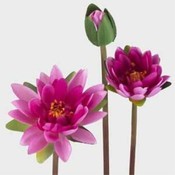 Case of 36 32" Water Lily Stem - Magenta