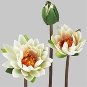 Case of 36 32" Water Lily Stems - White