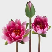 Case of 36 32" Water Lily Stems - Pink