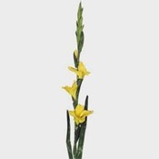 Case of 72 30" Mini Gladiola Stems - Yellow