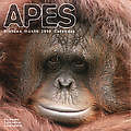 Apes 2010 Calendar 30411-10
