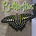 Butterflies 2010 Calendar 30142-10
