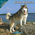Alaskan Malamute 2010 Calendar 10004-10