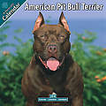 American Pit Bull Terrier 2010 Calendar 10006-10