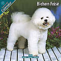 Bichon Frise 2010 Calendar 10015-10