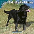 Black Labrador Retriever 2010 Calendar 10016-10
