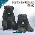 Bouvier Des Flandres (Euro) 2010 Calendar 10020-10
