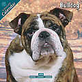 Bulldog 2010 Calendar 10024-10
