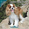 Cavalier King Charles 2010 Calendar 10026-10