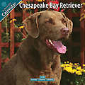 Chesapeake Bay Retriever 2010 Calendar 10084-10