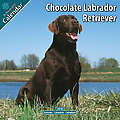 Chocolate Labrador Retriever 2010 Calendar 10094-1