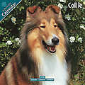Collie 2010 Calendar 10030-10