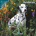 Dalmatian 2010 Calendar 10033-10
