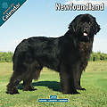 Newfoundland 2010 Calendar 10055-10