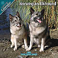 Norwegian Elkhound 2010 Calendar 10056-10