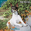 Rat Terrier 2010 Calendar 30435-10
