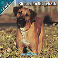 Rhodesian Ridgeback 2010 Calendar 10063-10
