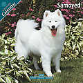 Samoyed 2010 Calendar 10065-10