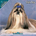 Shih Tzu 2010 Calendar 10072-10