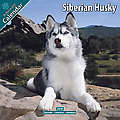 Siberian Husky 2010 Calendar 10073-10